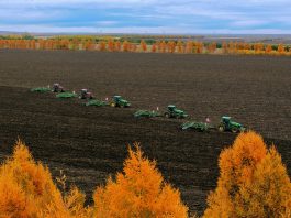 Cina: raccolta di mais e sorgo nello Heilongjiang (2)