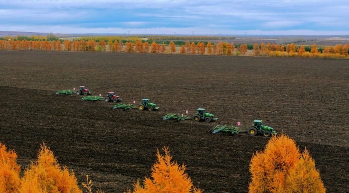 Cina: raccolta di mais e sorgo nello Heilongjiang (2)