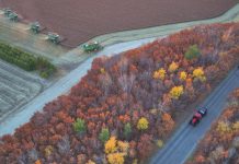 Cina: raccolta di mais e sorgo nello Heilongjiang (3)