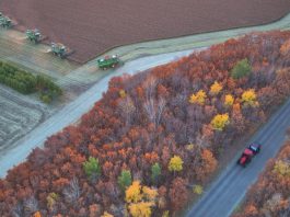 Cina: raccolta di mais e sorgo nello Heilongjiang (3)