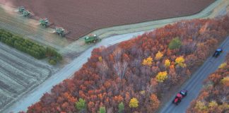 Cina: raccolta di mais e sorgo nello Heilongjiang (3)
