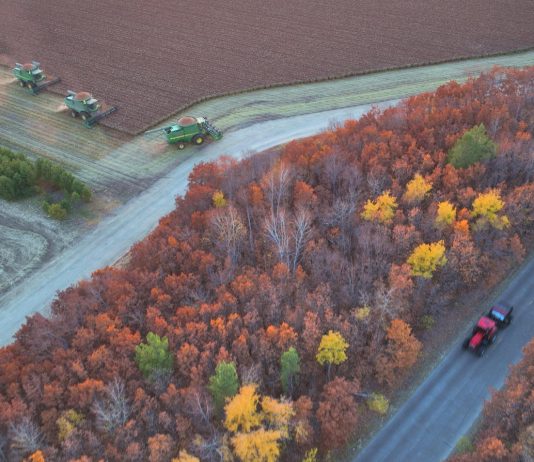Cina: raccolta di mais e sorgo nello Heilongjiang (3)