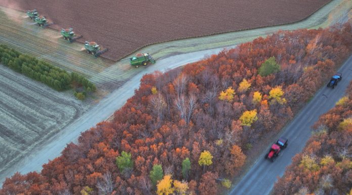 Cina: raccolta di mais e sorgo nello Heilongjiang (3)