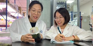 Cina: Xinjiang, spedizione scientifica scopre “pianta desertica più resistente”