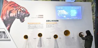 Cina: nello Heilongjiang centro didattico dedicato a tigri e leopardi (1)