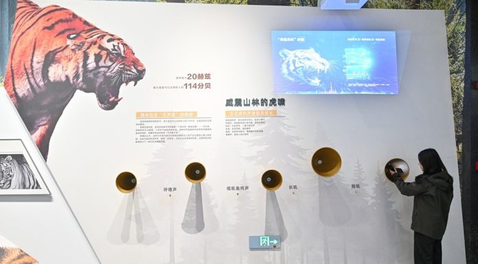 Cina: nello Heilongjiang centro didattico dedicato a tigri e leopardi (1)