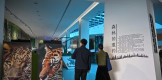 Cina: nello Heilongjiang centro didattico dedicato a tigri e leopardi (2)