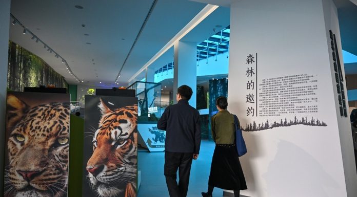 Cina: nello Heilongjiang centro didattico dedicato a tigri e leopardi (2)
