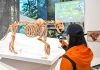 Cina: nello Heilongjiang centro didattico dedicato a tigri e leopardi (3)