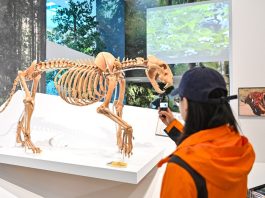 Cina: nello Heilongjiang centro didattico dedicato a tigri e leopardi (3)