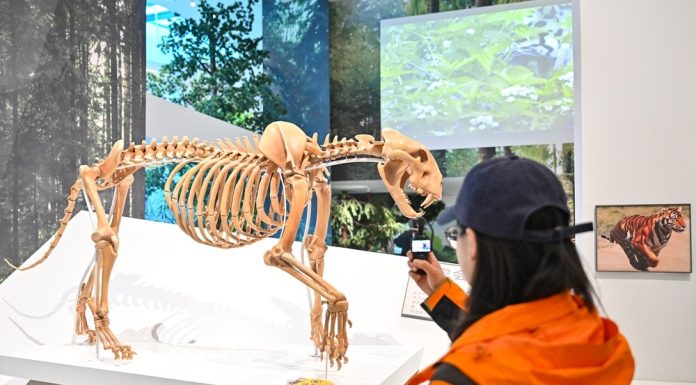 Cina: nello Heilongjiang centro didattico dedicato a tigri e leopardi (3)