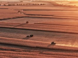 Cina: nello Heilongjiang raccolti oltre 8 milioni di ettari di colture (1)