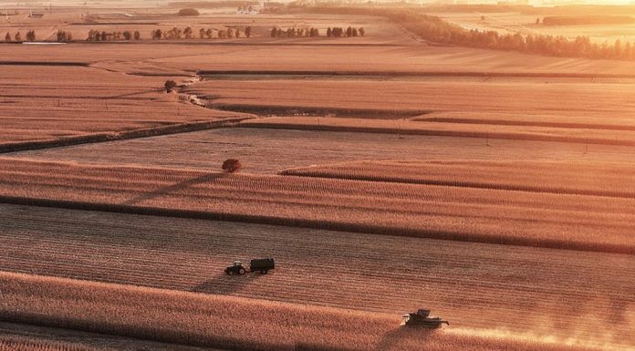 Cina: nello Heilongjiang raccolti oltre 8 milioni di ettari di colture (1)