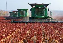 Cina: nello Heilongjiang raccolti oltre 8 milioni di ettari di colture (2)