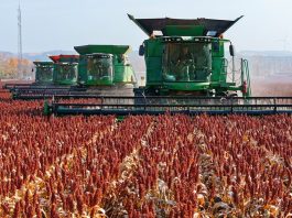 Cina: nello Heilongjiang raccolti oltre 8 milioni di ettari di colture (2)