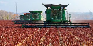 Cina: nello Heilongjiang raccolti oltre 8 milioni di ettari di colture (2)