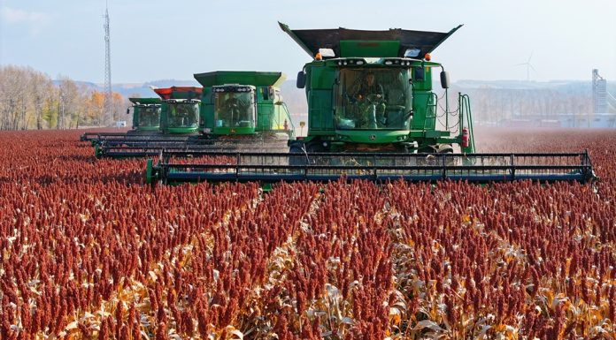 Cina: nello Heilongjiang raccolti oltre 8 milioni di ettari di colture (2)