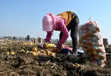 Cina: nello Heilongjiang raccolti oltre 8 milioni di ettari di colture (3)