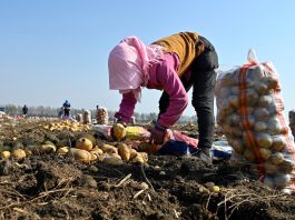 Cina: nello Heilongjiang raccolti oltre 8 milioni di ettari di colture (3)