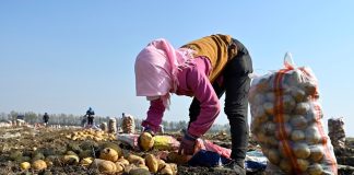 Cina: nello Heilongjiang raccolti oltre 8 milioni di ettari di colture (3)