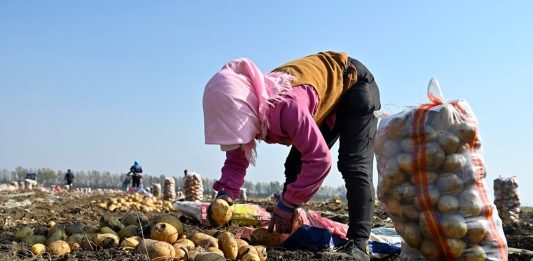 Cina: nello Heilongjiang raccolti oltre 8 milioni di ettari di colture (3)