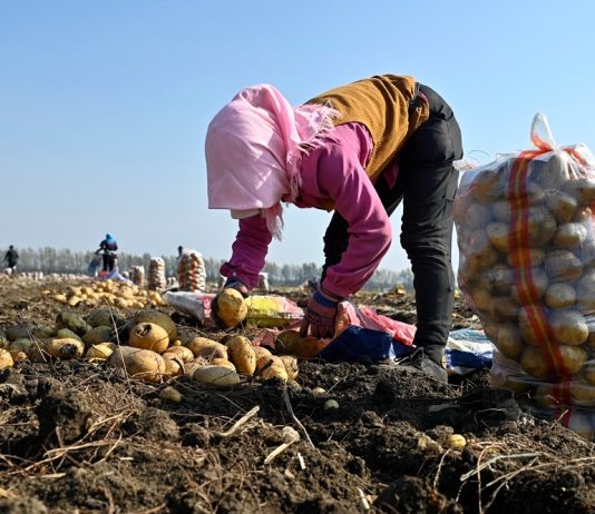Cina: nello Heilongjiang raccolti oltre 8 milioni di ettari di colture (3)