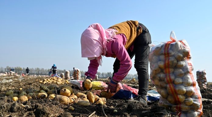 Cina: nello Heilongjiang raccolti oltre 8 milioni di ettari di colture (3)
