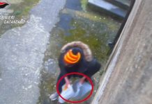 Si compravano la droga con il reddito di cittadinanza, 24 indagati tra Catanzaro e Vicenza