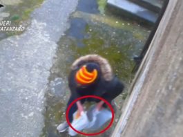 Si compravano la droga con il reddito di cittadinanza, 24 indagati tra Catanzaro e Vicenza / Video