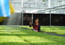 Cina: Hebei, contea di Suning promuove coltivazione di piantine di ortaggi (1)