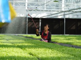 Cina: Hebei, contea di Suning promuove coltivazione di piantine di ortaggi (1)