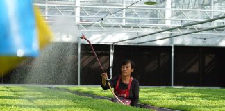 Cina: Hebei, contea di Suning promuove coltivazione di piantine di ortaggi (1)