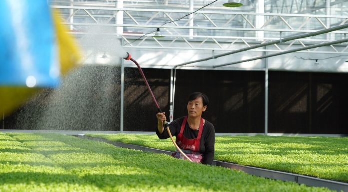 Cina: Hebei, contea di Suning promuove coltivazione di piantine di ortaggi (1)