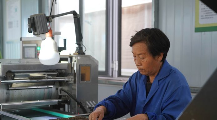 Cina: Hebei, contea di Suning promuove coltivazione di piantine di ortaggi (2)