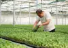 Cina: Hebei, contea di Suning promuove coltivazione di piantine di ortaggi (3)