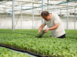 Cina: Hebei, contea di Suning promuove coltivazione di piantine di ortaggi (3)