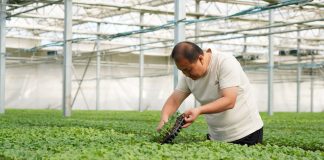 Cina: Hebei, contea di Suning promuove coltivazione di piantine di ortaggi (3)