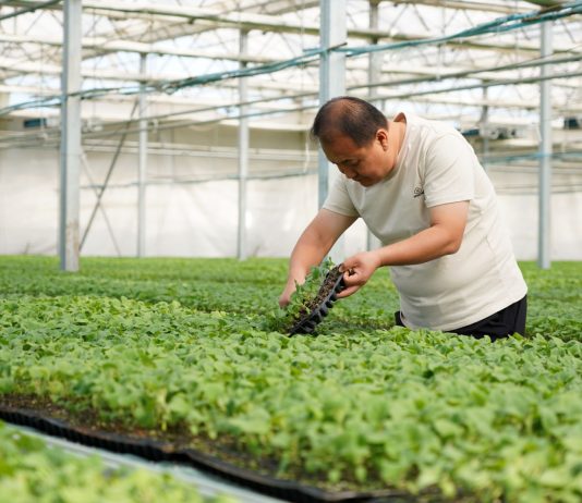 Cina: Hebei, contea di Suning promuove coltivazione di piantine di ortaggi (3)