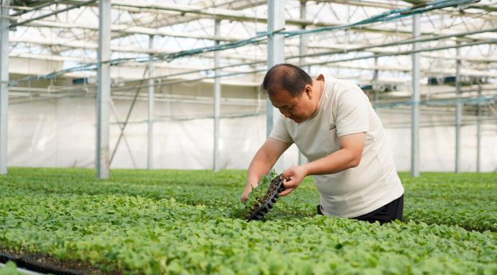 Cina: Hebei, contea di Suning promuove coltivazione di piantine di ortaggi (3)