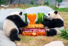 Cina: Hong Kong, Ocean Park celebrerà 50 anni con nuove strutture e celebrazioni