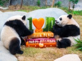 Cina: Hong Kong, Ocean Park celebrerà 50 anni con nuove strutture e celebrazioni