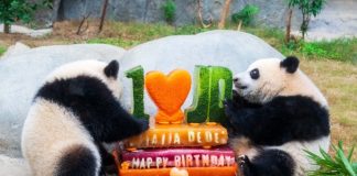 Cina: Hong Kong, Ocean Park celebrerà 50 anni con nuove strutture e celebrazioni