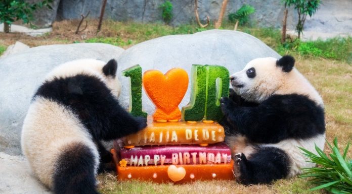 Cina: Hong Kong, Ocean Park celebrerà 50 anni con nuove strutture e celebrazioni