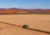 Cina: Heilongjiang, il granaio del Paese, nel pieno della raccolta autunnale (1)