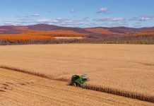 Cina: Heilongjiang, il granaio del Paese, nel pieno della raccolta autunnale (1)