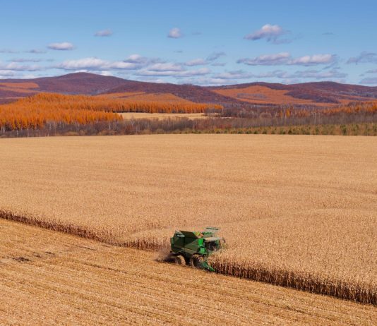 Cina: Heilongjiang, il granaio del Paese, nel pieno della raccolta autunnale (1)