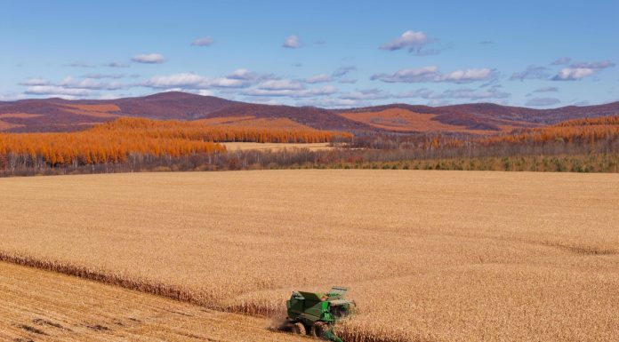 Cina: Heilongjiang, il granaio del Paese, nel pieno della raccolta autunnale (1)