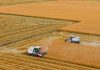 Cina: Heilongjiang, il granaio del Paese, nel pieno della raccolta autunnale (2)