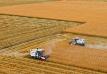 Cina: Heilongjiang, il granaio del Paese, nel pieno della raccolta autunnale (2)