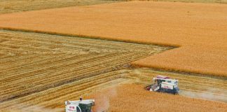 Cina: Heilongjiang, il granaio del Paese, nel pieno della raccolta autunnale (2)